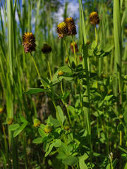 Trifolium spadiceum