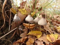 Mycena leptocephala