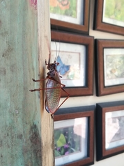 Pterophylla beltrani