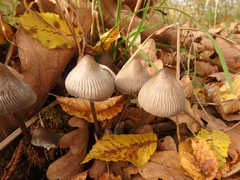 Mycena leptocephala