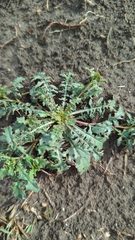 Capsella bursa-pastoris