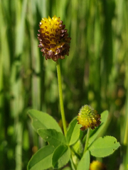 Trifolium spadiceum