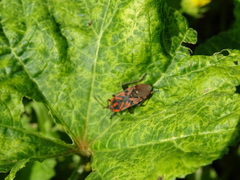Spilostethus furcula