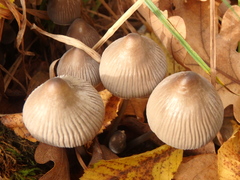 Mycena leptocephala