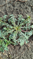 Capsella bursa-pastoris