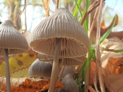 Mycena leptocephala