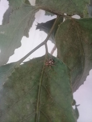 Menemerus bivittatus