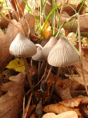 Mycena leptocephala
