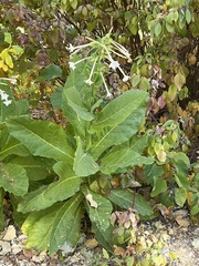 Nicotiana