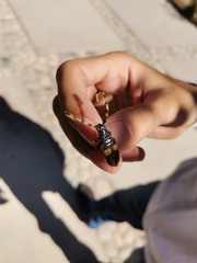 Dendrobias mandibularis