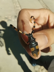 Dendrobias mandibularis