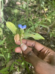 Commelina diffusa
