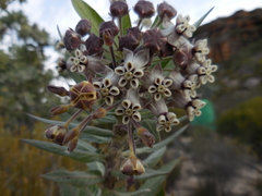 Gomphocarpus cancellatus
