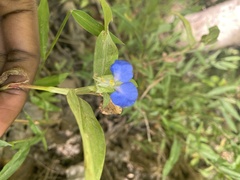 Commelina diffusa