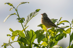 Emberiza hortulana