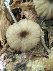 Entoloma longistriatum