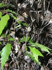 Rieppeleon kerstenii