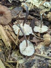 Entoloma longistriatum