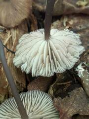 Entoloma longistriatum