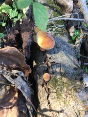 Flammulina velutipes