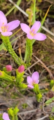 Lachnaea grandiflora