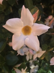 Mandevilla sanderi