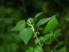 Parietaria debilis