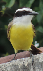 Pitangus sulphuratus