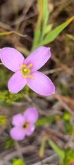 Lachnaea grandiflora