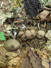 Entoloma longistriatum