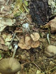 Entoloma longistriatum