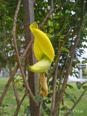 Crotalaria agatiflora