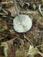 Entoloma longistriatum