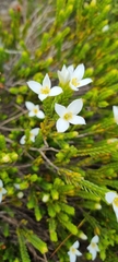 Lachnaea grandiflora