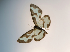 Lomaspilis marginata