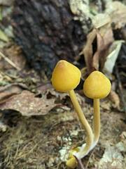 Entoloma luteum