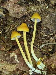 Entoloma luteum