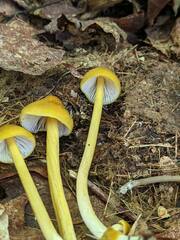 Entoloma luteum