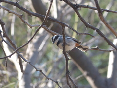 Microspingus torquatus