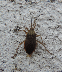 Anasa fuscopunctata
