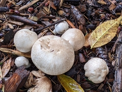 Leucoagaricus barssii