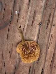 Pholiotina rugosa