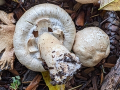 Leucoagaricus barssii