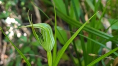 Pterostylis irwinii