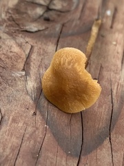 Pholiotina rugosa