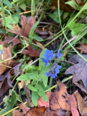 Cynoglossum creticum
