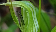 Pterostylis irwinii
