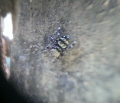 Thorelliola ensifera