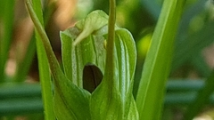 Pterostylis irwinii