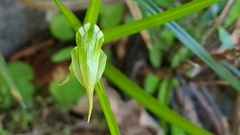 Pterostylis irwinii